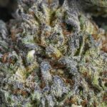 cannabis