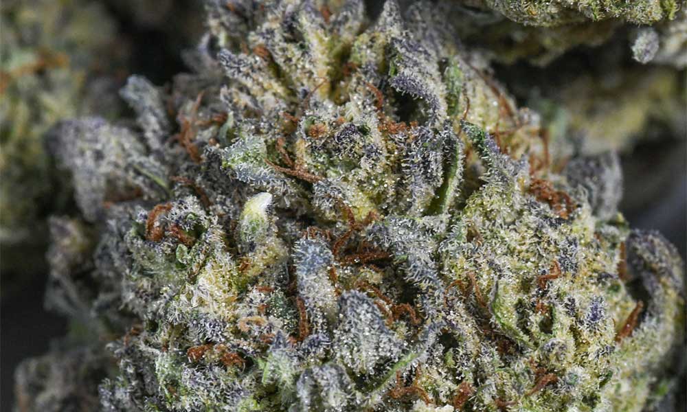 cannabis